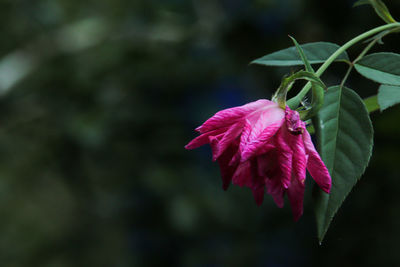 Close-up of pink rose flower