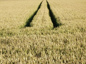 View of wheat field