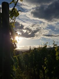 Trees on landscape against sky during sunset