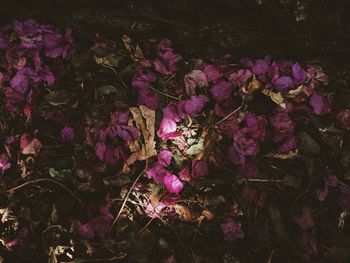 Close-up of purple flowers
