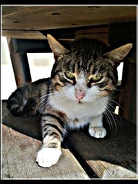 Portrait of cat lying on tiled floor