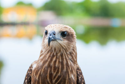 Close-up portrait of a owl