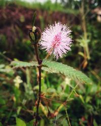 Close-up of pink thistle flowers on field