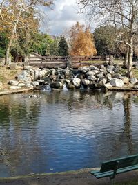 View of ducks in lake