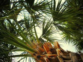 Low angle view of palm tree
