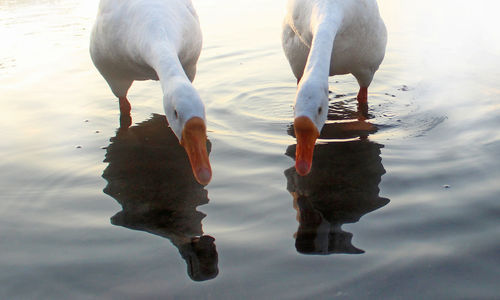 View of birds drinking water