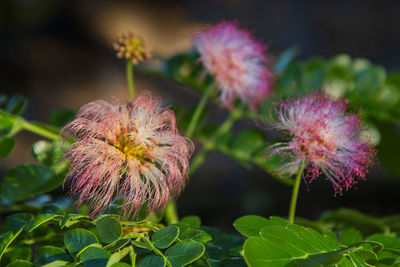 Close-up of plant