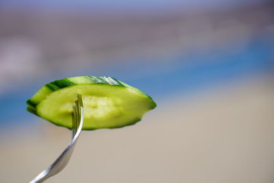 Close-up of green leaf