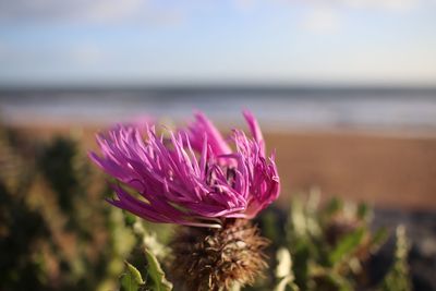 Close-up of pink flower against sky