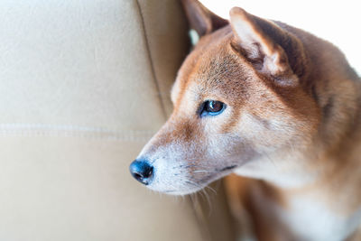 Shiba inu dog traveling in the car trunk. happy japanese dog in car during road trip. 