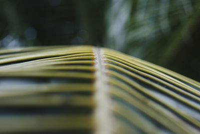 Close-up of plant against blurred background