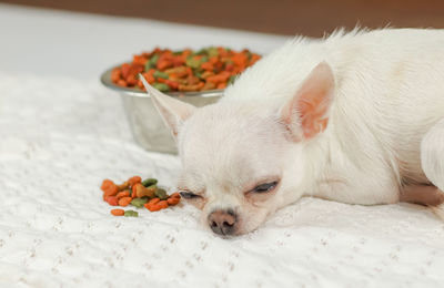 Close-up of a dog lying down