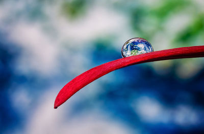 Close-up of water drop on red leaf