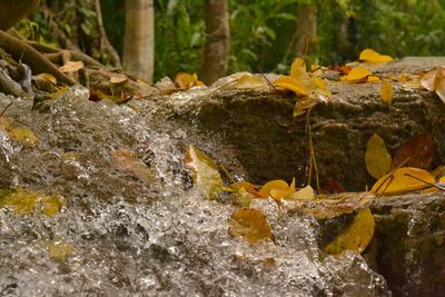 Close-up of yellow rock on water