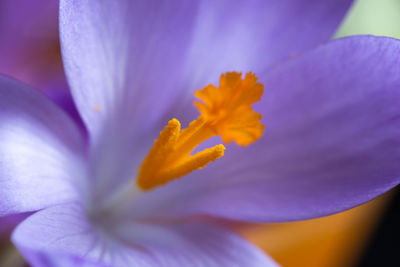 Close-up of purple crocus flower