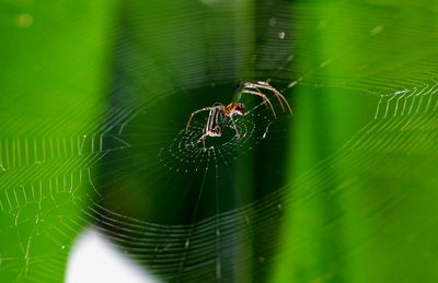 Close-up of spider on web