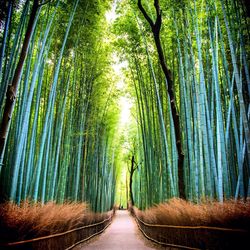 Pathway along trees in forest