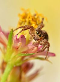 Close-up of spider on flower
