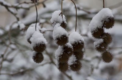 Close-up of snow covered plants