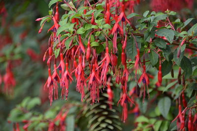 Fuchsias blooming in park