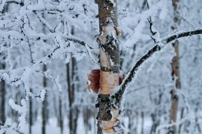 Close-up of frozen plant on snow covered land