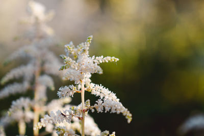 Close-up of white flowering plant