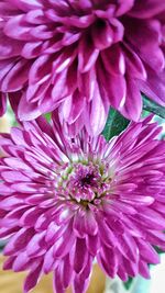 Close-up of pink flower