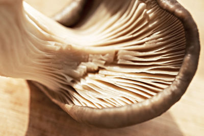 Close-up of mushroom on table