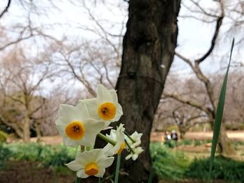 Close-up of yellow flower tree against sky