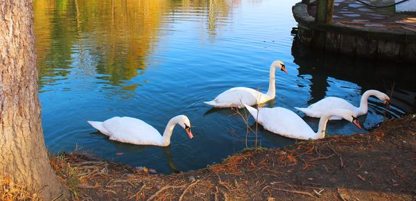 High angle view of swans swimming in lake