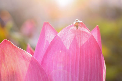 Close-up of pink pollinating flower