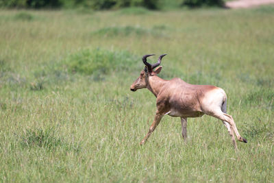 Side view of deer on field