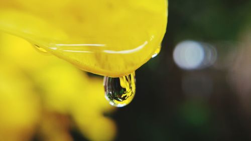 Close-up of water drop on yellow leaf