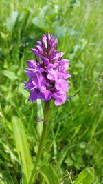 Close-up of purple flowers