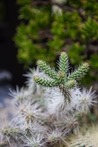 Close-up of spiked plant