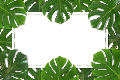Digital composite image of potted plant leaves