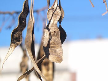 Close-up of plant against blurred background