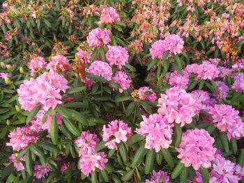 Close-up of pink flowering plants