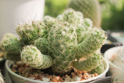 High angle view of succulent plant in yard