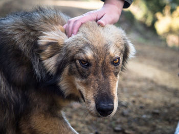 Close-up of a dog