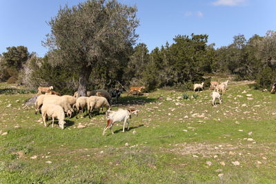 Sheep grazing on field