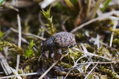 Close-up of snail on plant