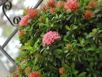 Close-up of flowers blooming outdoors
