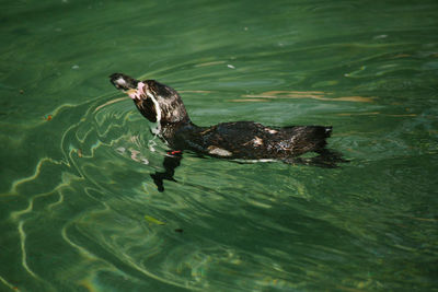 High angle view of duck swimming in lake