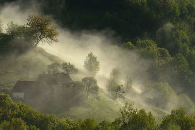 Trees on landscape against sky