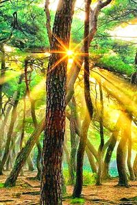 Sun shining through trees