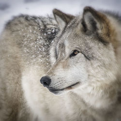 Close-up of dog during winter