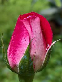 Close-up of pink rose