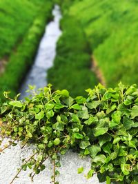 Close-up of plants against blurred background