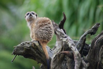 Close-up of young birds on branch